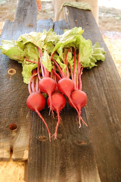 Organic Early Wonder Tall Top Beet ,Beta vulgaris